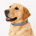 Adjustable Flea and Tick Collar